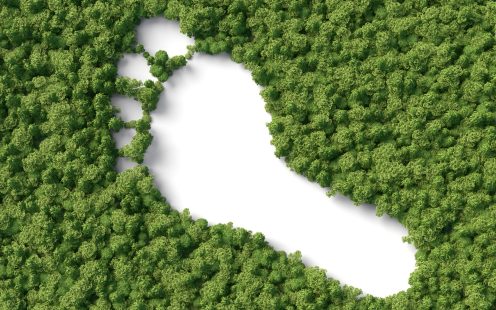 footprint shape in the 3d forest