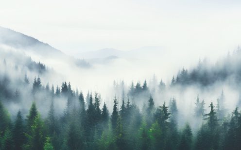 Pipelife trees fog Sweden